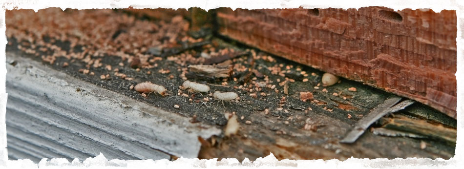 Termites damaging wood
